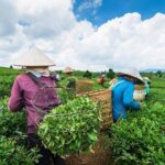 Private Hangzhou Day Tour to West Lake, Lingyin Temple, Tea Village, Old Pagoda - What’s Included and What to Keep in Mind