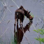 Private Hidden Gems of Yellowstone! Lunch w/ family friendly hikes included! - A Deep Dive into the Yellowstone Hidden Gems Tour