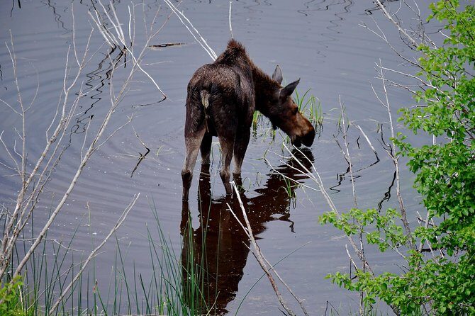 Private Hidden Gems of Yellowstone! Lunch w/ family friendly hikes included!
