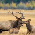 Private Hiking Tour Experience at Rocky Mountain National Park - Final Thoughts: Is This Tour Worth It?