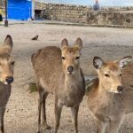 Private Hiroshima and Miyajima Guided Tour - What Makes This Tour Stand Out