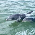 Private Historical Wildlife and Dolphin Cruise South Padre Island - Who Will Love This Tour?
