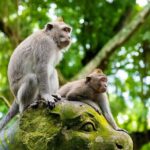 Private Inclusive Tours: 2 Days highlight of Bali - What the Tour Means for You