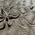 Private Island Paradise: Dolphin, Shelling, Birding Eco Boat Tour - Practical Details and What You Need to Know