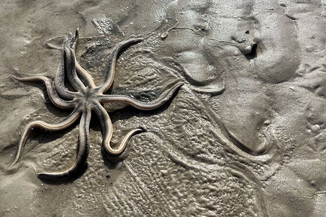 Private Island Paradise: Dolphin, Shelling, Birding Eco Boat Tour - Practical Details and What You Need to Know