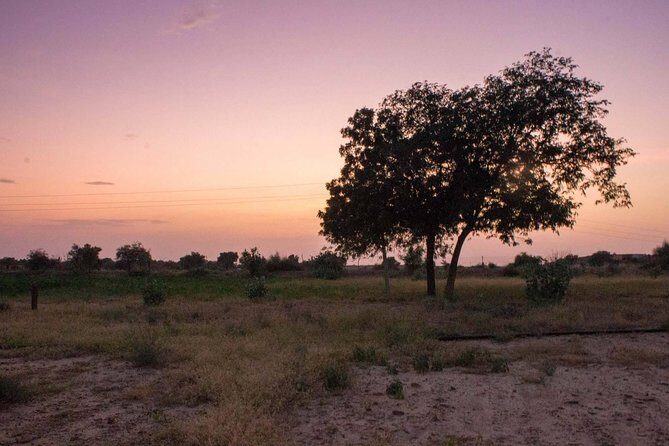 Private Jaisalmer Rural Farm Tour - What to Expect in Detail