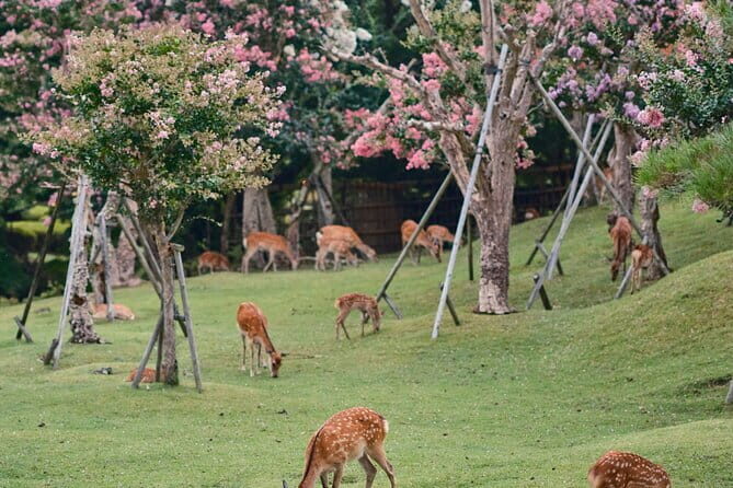 Private Japanese Ancient Tour from Kyoto to Nara - Final Thoughts