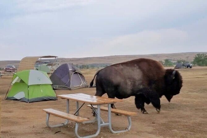 Private - JEEP Badlands Backcountry (Sage Creek/Sheep Mtn/Scenic) - Why This Tour Works Well