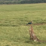 Private Jeep Safari at Minneriya National Park - Final Thoughts