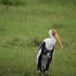 Private Jeep Safari at Minneriya National Park - Half Day Tour - Key Points