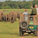 Private Jeep Safari at Minneriya National Park to Visit Elephants - Who Will Love This Tour?