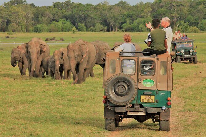 Private Jeep Safari at Minneriya National Park to Visit Elephants - Who Will Love This Tour?
