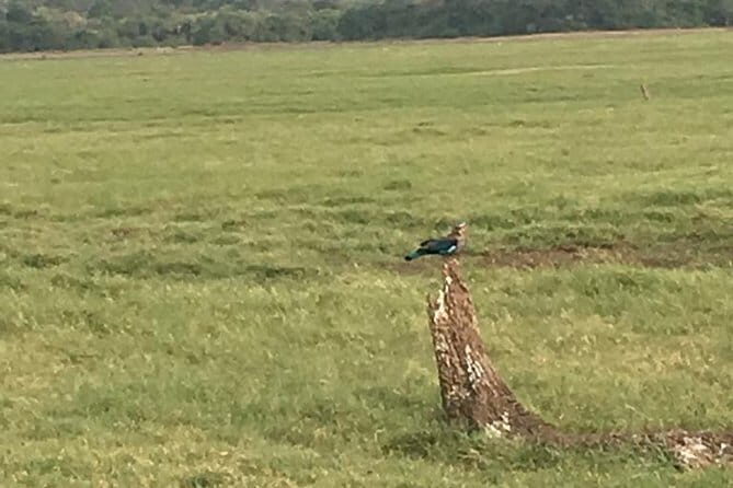 Private Jeep Safari at Minneriya National Park - Final Thoughts