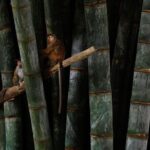 Private Kandy Day Tour From Negombo - In-Depth Look at the Tour Experience