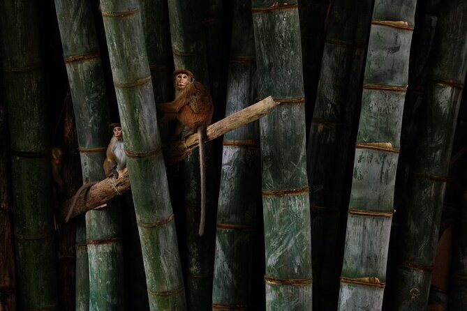 Private Kandy Day Tour From Negombo - In-Depth Look at the Tour Experience