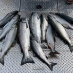 Private Ketchikan Wild Alaskan Salmon Fishing Trip - Who Is This Tour Best For?