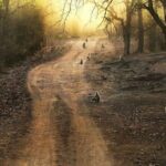 Private Lion Safari in the Gir National Park in Gujarat - The Adventure Begins: What to Expect