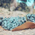 Private Luxury Transportation Experience - Temecula Valley - An In-Depth Look at the Temecula Private Wine Tour