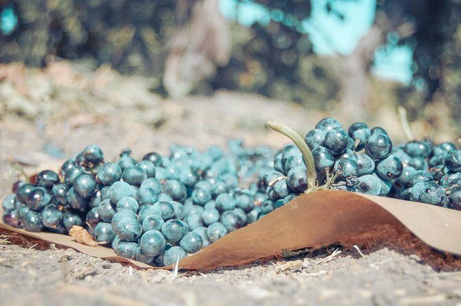 Private Luxury Transportation Experience - Temecula Valley - An In-Depth Look at the Temecula Private Wine Tour