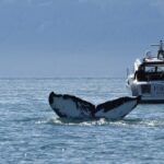 Private Luxury Whale Watch - Who Will Love This Tour?