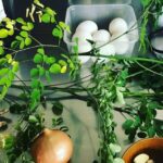 Private Market Tour and Filipino Cooking Class in Manila with Isi - Final Thoughts