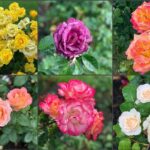 Private Morning Portland City Tour - Why This Tour Works Well