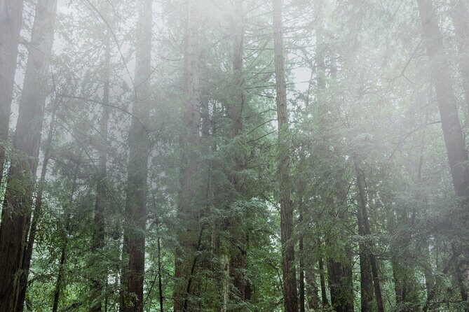 Private Muir Woods and Sausalito Half-Day Tour from San Francisco - The Sum Up: Is This Tour Right for You?