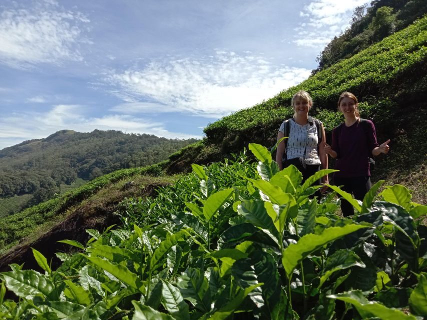 Private Munnar Tea Trek - Exploring the Heart of Munnar’s Tea Gardens