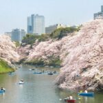 Private Must-see Sakura Journey in Tokyo City - Why This Tour Offers Good Value