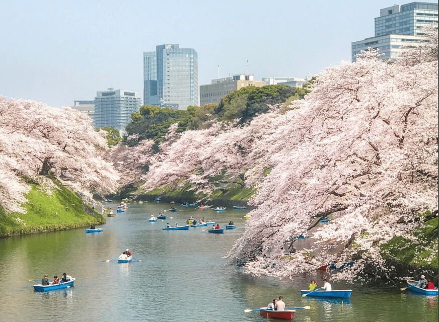 Private Must-see Sakura Journey in Tokyo City - Why This Tour Offers Good Value