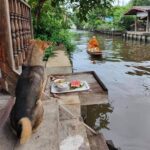 Private Mysterious Bangkok & Grand Palace, Tuk Tuk, Boat & Lunch - Final Thoughts: Who Should Book This Tour?