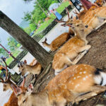 Private Nara Tour from Osaka  Meet at Your Hotel - A Deep Dive into Nara’s Treasures