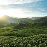 Private Nature Trip to Cameron Highlands from Kuala Lumpur - An In-Depth Look at What You Can Expect