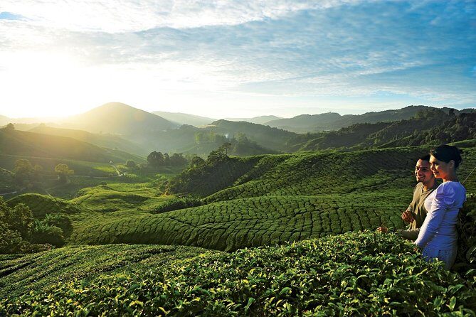 Private Nature Trip to Cameron Highlands from Kuala Lumpur - An In-Depth Look at What You Can Expect
