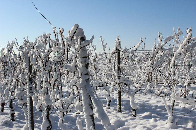 Private Niagara Ice Wine Tour - FAQ
