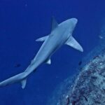 Private Niihau Scuba Charter with 2 or 3 Tank Dive Option - Final Thoughts: Is This the Right Choice for You?