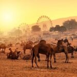 Private One Day Trip to Pushkar from Jaipur - FAQ