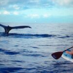 Private Paddleboard (SUP) Whale Watch: All Skill Levels Welcome - The Natural Beauty and Wildlife Encounters