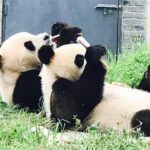 Private Panda Tour with Cooking Class One-day Trip - A Vegetarian Feast at the Nunnery