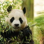 Private Panda Volunteering & Learning Tour | Wolong Base - An In-Depth Look at the Tour