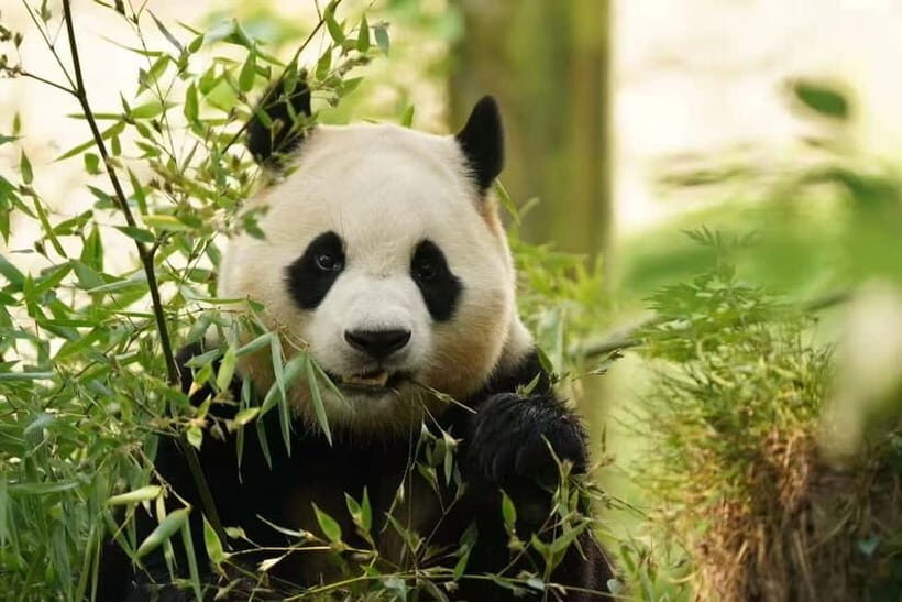 Private Panda Volunteering & Learning Tour | Wolong Base - An In-Depth Look at the Tour