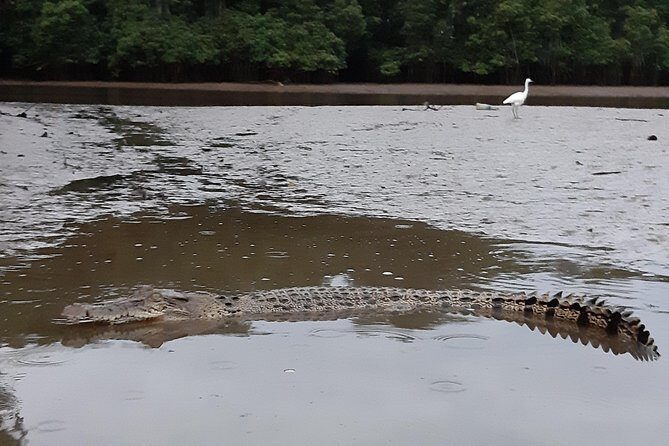 Private Proboscis Monkey, Water Village & Bandar by Night Tour - Who Is This Tour Best For?