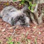 Private Rabbit and Chicken Petting Experience in Navarre - FAQs