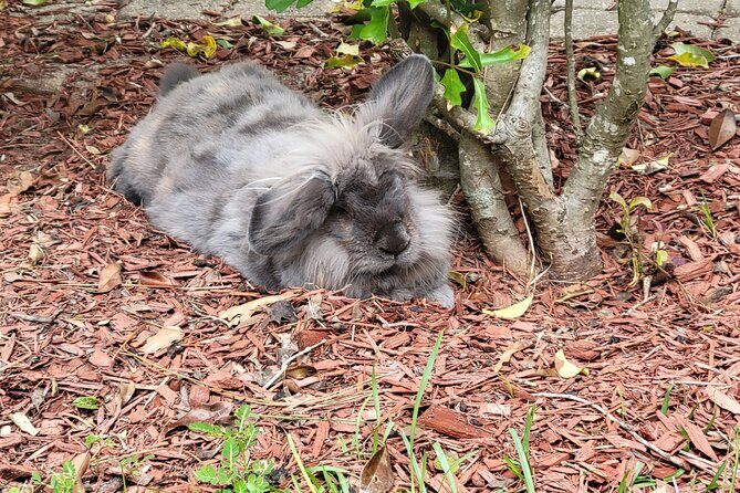 Private Rabbit and Chicken Petting Experience in Navarre - FAQs