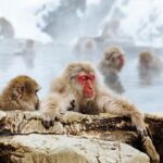 Private roundtrip transport: to/from Snow Monkey Park - Who Should Consider This Tour?