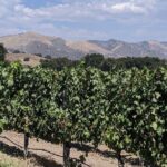 Private Santa Ynez Valley Wine Tasting Tour for up to 4 guests - Who Should Consider This Tour?