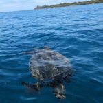 Private Scenic and Reef Snorkeling Kayak Adventure in West Maui - What Makes This Tour Stand Out?