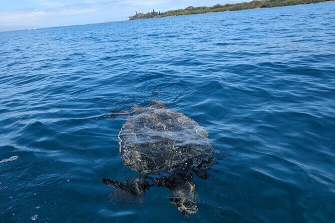 Private Scenic and Reef Snorkeling Kayak Adventure in West Maui - What Makes This Tour Stand Out?