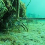 Private Scuba Diving Expert-Led Excursion Training with Tour - What Sets This Tour Apart