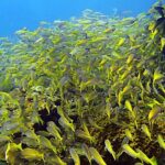 Private Scuba Diving Initiation with Licensed Guide - Why This Experience Adds Value for Travelers